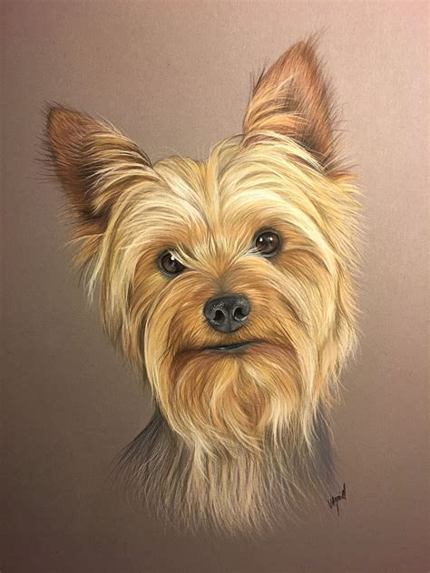 Yorkie Coloring Pages : Dog Yorkshire Yorkie Drawing Pastel Portrait ...