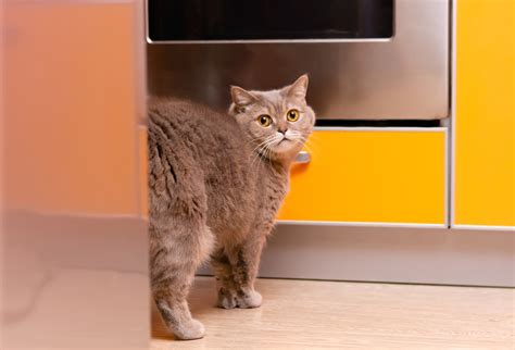 Do Female Cats Spray? What You Need to Know About Cat Spraying - Modern Cat