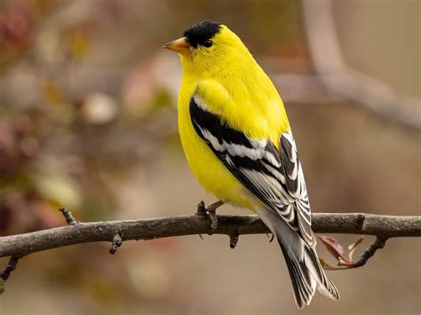 American Goldfinch | Celebrate Urban Birds