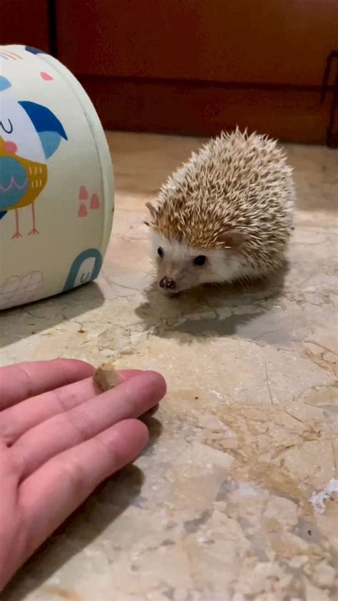 50+ Hedgehog Media ideas | hedgehog, cute hedgehog, hedgehog pet