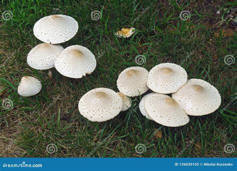 False parasol mushroom. stock image. Image of close - 126039155