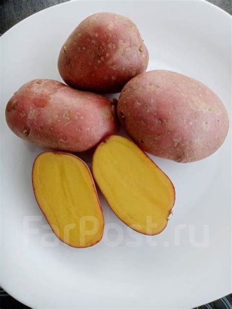 Домашний картофель Балтика с бесплатной доставкой и подъёмом, в наличии ...