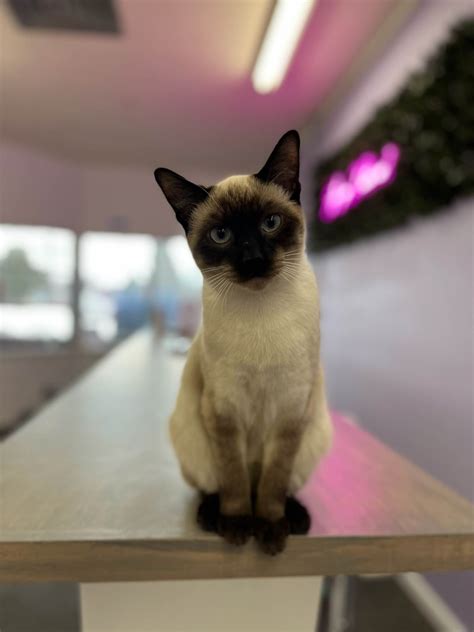 Cat cafes in Georgia - ultimate guide - Traveling Cats