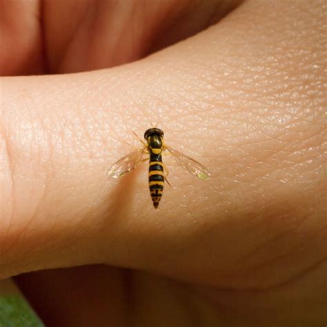 How To Keep Hover Flies Away - Get Rid Of Sweat Bees For Good!