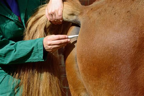 What to do when your horse has a fever