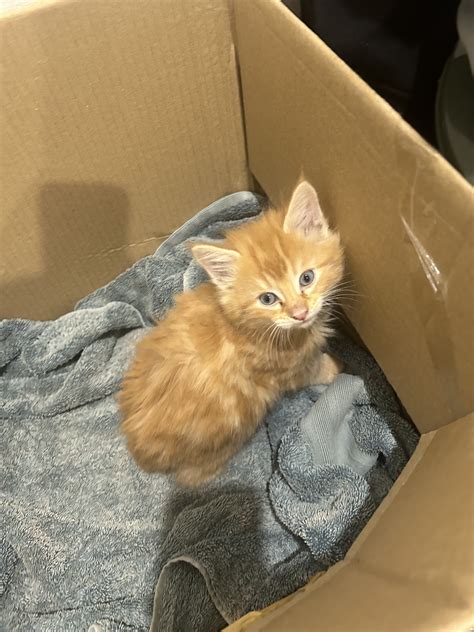 Domestic Long Hair (DLH) - Homebush - PetsForHomes
