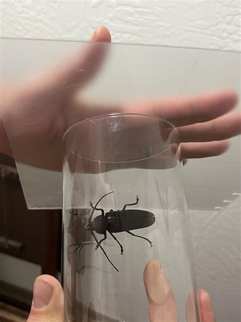 Beetle or Roach? Found in Eugene, Oregon. Wet, rainy climate. : r ...