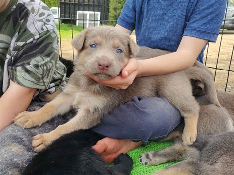 Blue Eyed German Shepherd