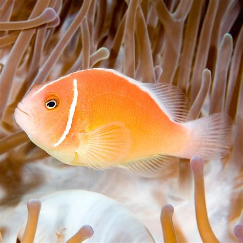 Amphiprion perideraion (розовая рыба-клоун) | Купить в Киеве и Украине