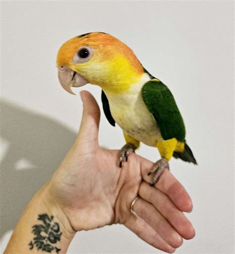Baby White Bellied Caique