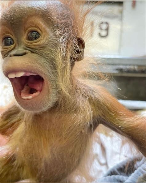 Rage Bait Monkey and Lion