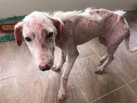 Gallery - Greater Good Foundation | Rescue Animals Fiji