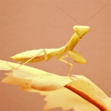 Giant Golden Mantis | Monster Bug Wars Wikia | Fandom