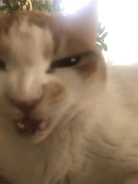 Angry Cat Meme Face