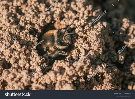 Honey Bee Nest In Ground