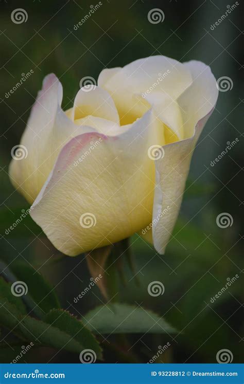 Innocence and Desire I stock photo. Image of five, sunlight - 93228812