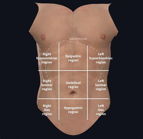 Understanding abdominal divisions | Anatomy snippets | Complete Anatomy ...