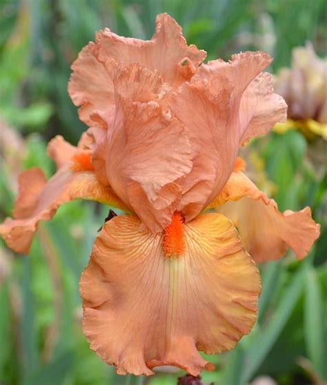 Horse Pearl Iris Germanica