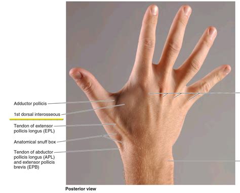 Dorsal interossei manus muscles