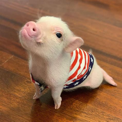 Proud piggy | Baby animals super cute, Cute pigs, Animals