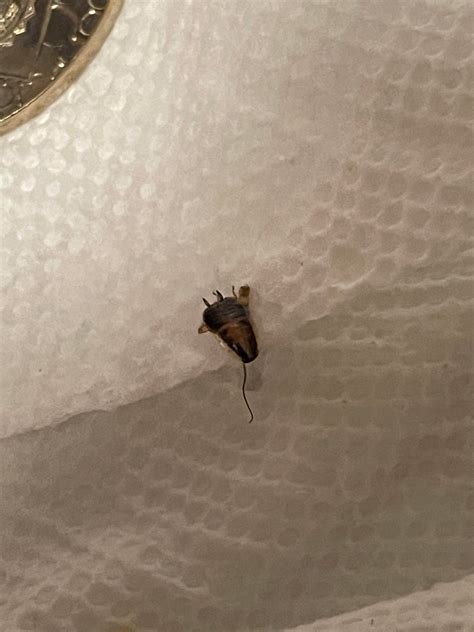 What is this found on a paper towel that had vinegar on it in northeast Kansas very thin : r ...