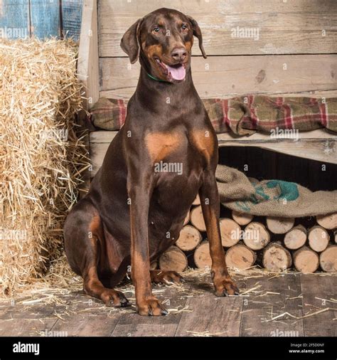Brown Doberman With Uncropped Ears