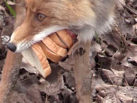 Radiation Effects Animals Author Correction: Electrochemical evaluation ...