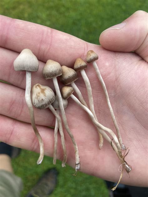 434 best Liberty Caps images on Pholder | Shrooms, Shroom ID and Magic ...