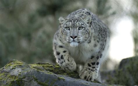 Snow Leopard Wallpaper HD (69+ pictures) - WallpaperSet