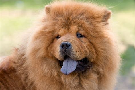 Chow Chow Full Size