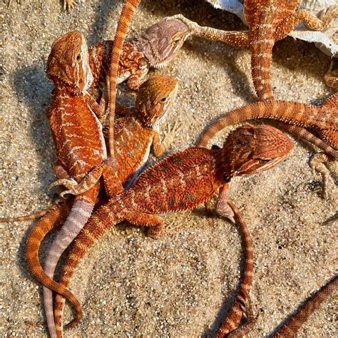 Bearded Dragon Morphs