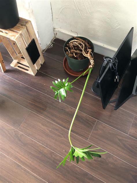 How to rescue this philondendron Xanadu : r/plantclinic - can you grow xanadu in water