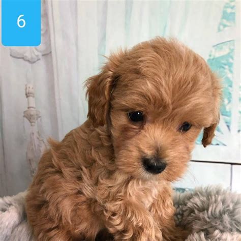 Brown Maltese Puppies