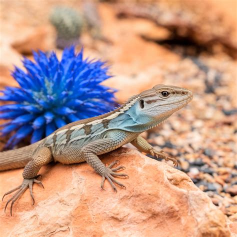 Lizards in Sonoran Desert: Family Guide