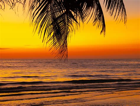Palm tree on beach beautiful sunset Orange color on nature background ...