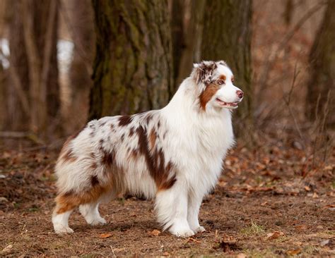 Australian Shepherd Red Merle And Blue Merle