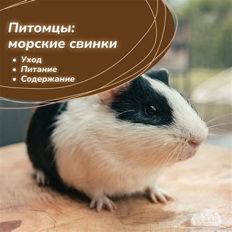 Питомцы: морские свинки