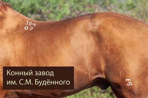 Тавро в Донской и Буденновской породах