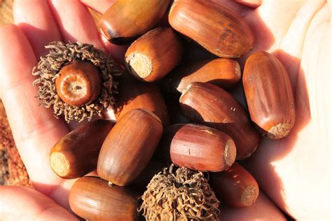 Acorns Seeds Nuts at Ruth Sapp blog