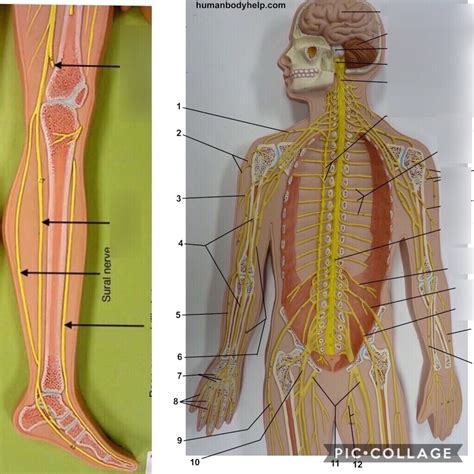 Nervous System Model Labeled