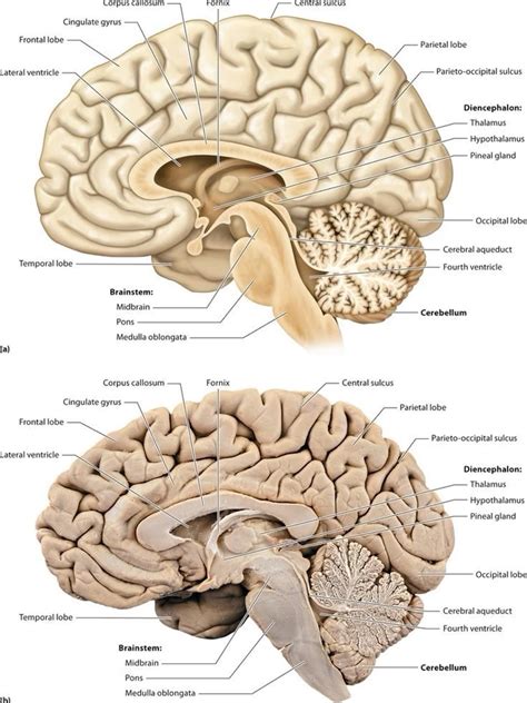 Brain Model Labeled | Brain anatomy, Brain models, Anatomy and physiology