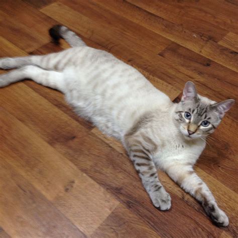 Identify tabby pointed siamese cat – Artofit