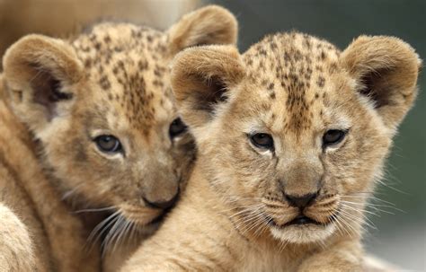 Animals Lion Cub