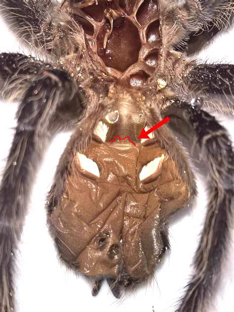 Sexing Tarantulas Using Molts | Tom's Big Spiders