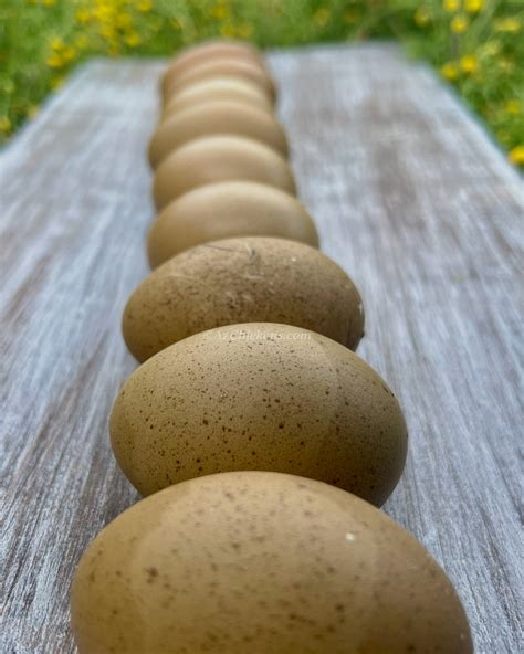 Olive Egger Eggs Sunflower" Olive Egger — DRAGONFLY FARM