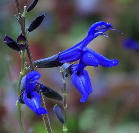 Salvia guaranitica 'Black and Blue'
