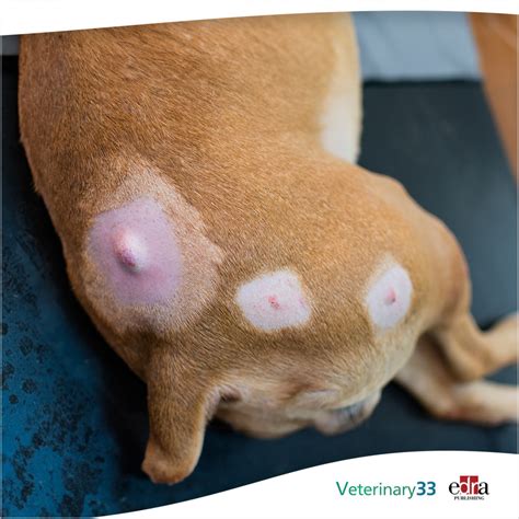 Mast Cell Tumor Dog Mast Cell Tumors In Pets: Deadly And Mimics Many