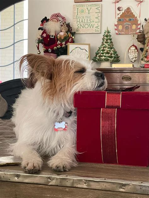 Saving Hope Animal Rescue Fund - GuideStar Profile