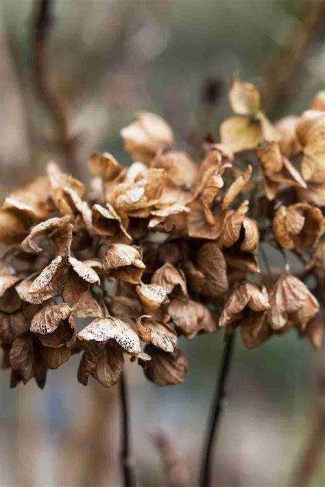 How to Grow Hydrangeas in Containers - Hydrangea Love