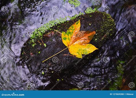 Fallen Maple Leaf in Stream. Cold Water is Running Over Dark Boulders ...